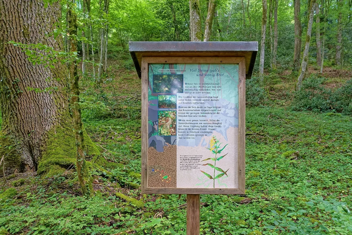 Albbruck Laufenburg (Baden) Naturschutzgebiet Mühlbachtal Station 3