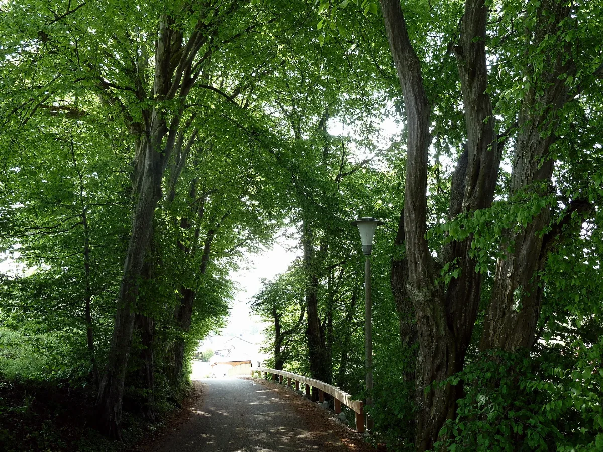 Allee In Maurachen 12