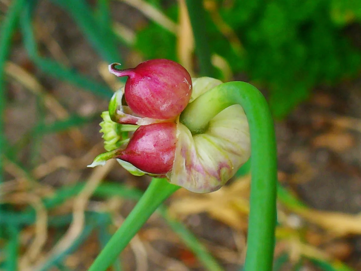 Allium Sativum 003