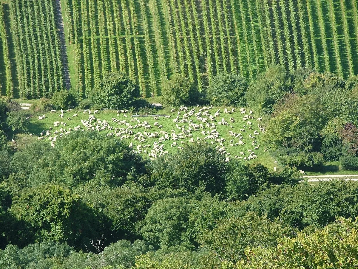 Am Fuße Des Hohenneuffen Panoramio