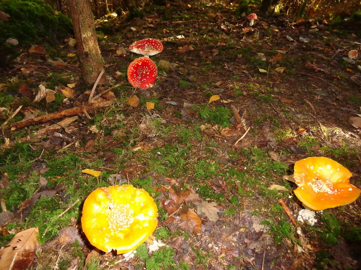 Amanita Muscaria, Hausen, Obersontheim 2016