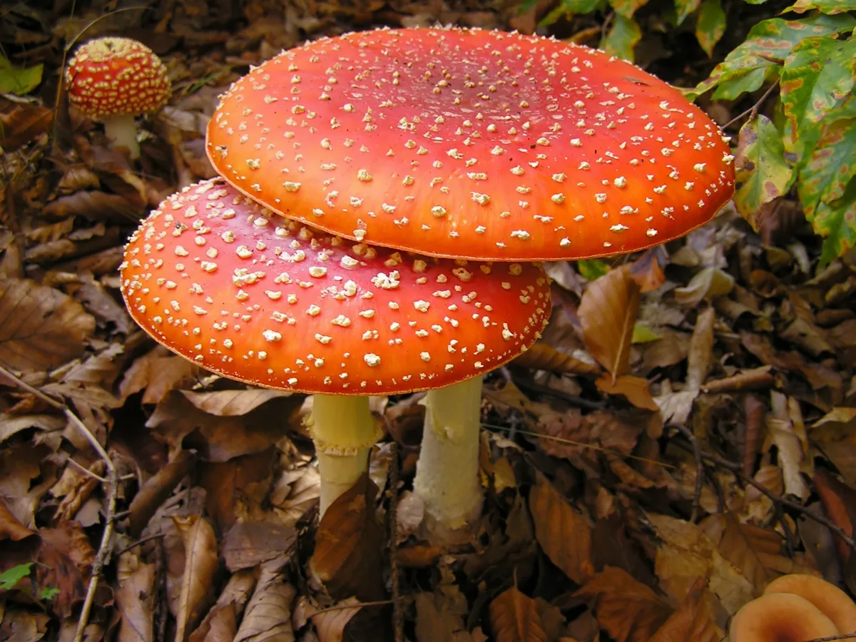 Amanita Muscaria Mde 5
