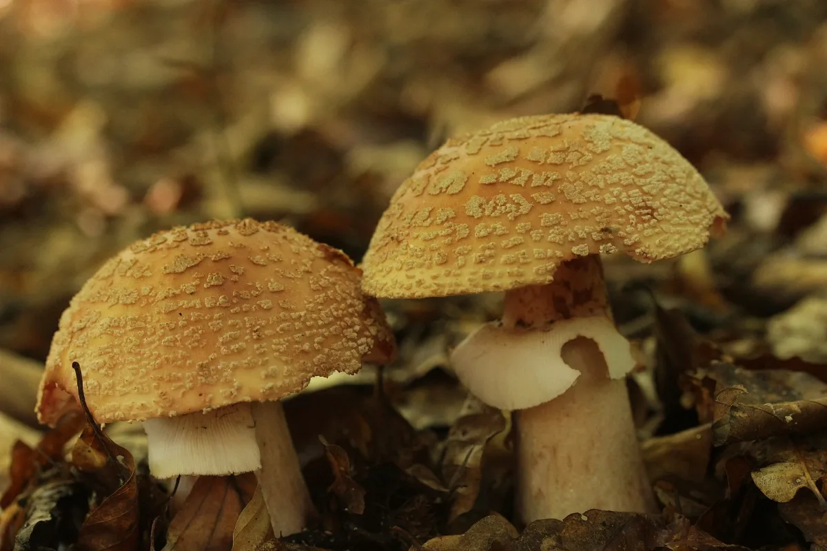 Amanita Rubescens (28259030425)