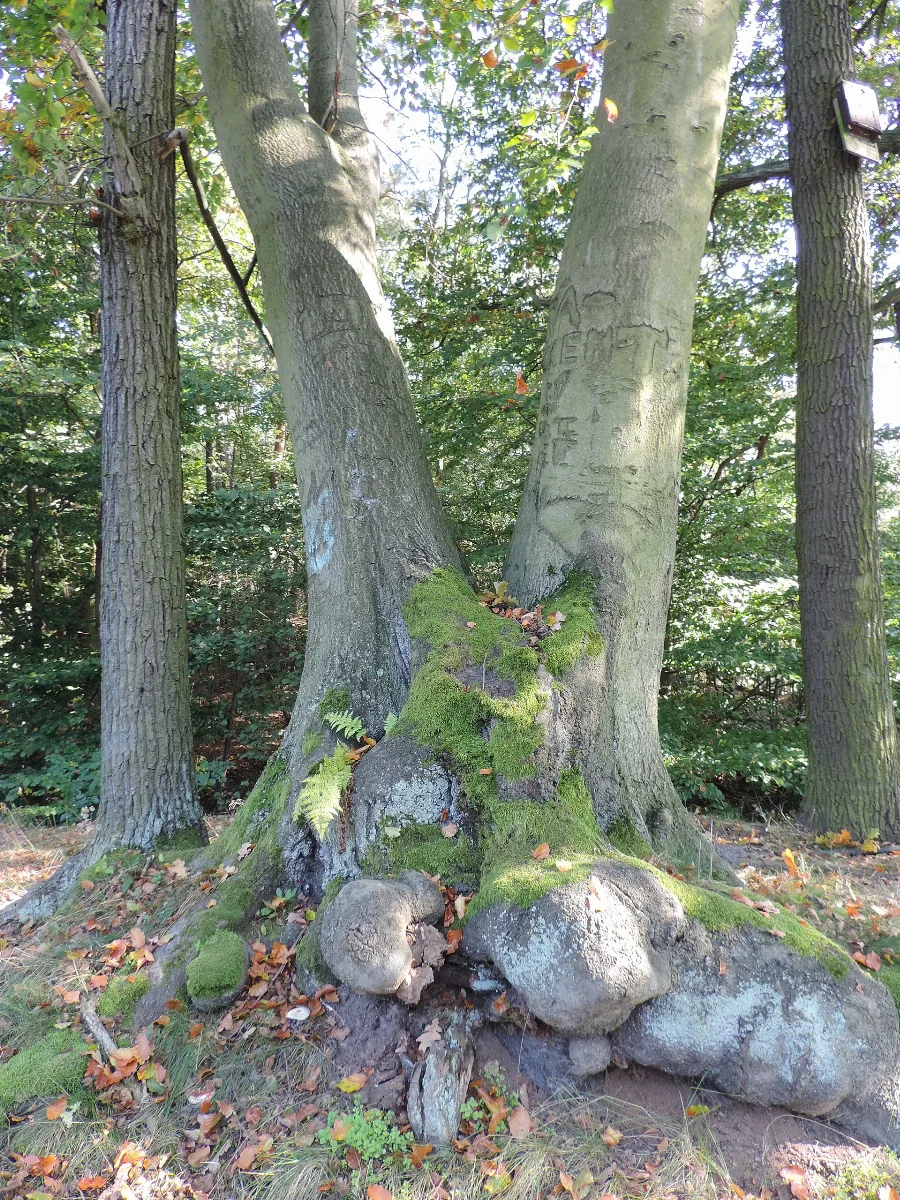 Amerikanische Buche Zweigeteilt... Panoramio