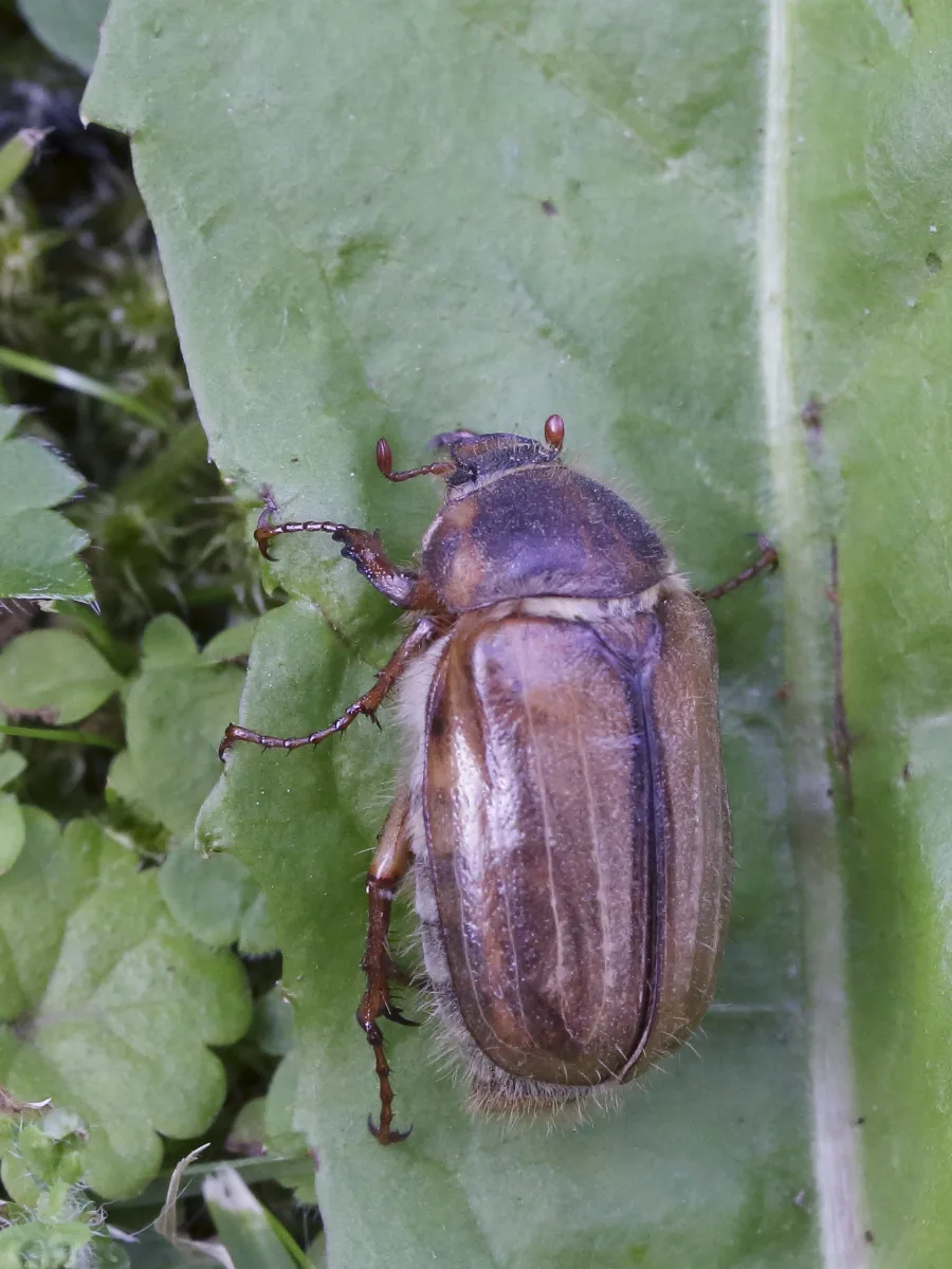 Amphimallon Solstitiale (Scarabaeidae) (11306065246)