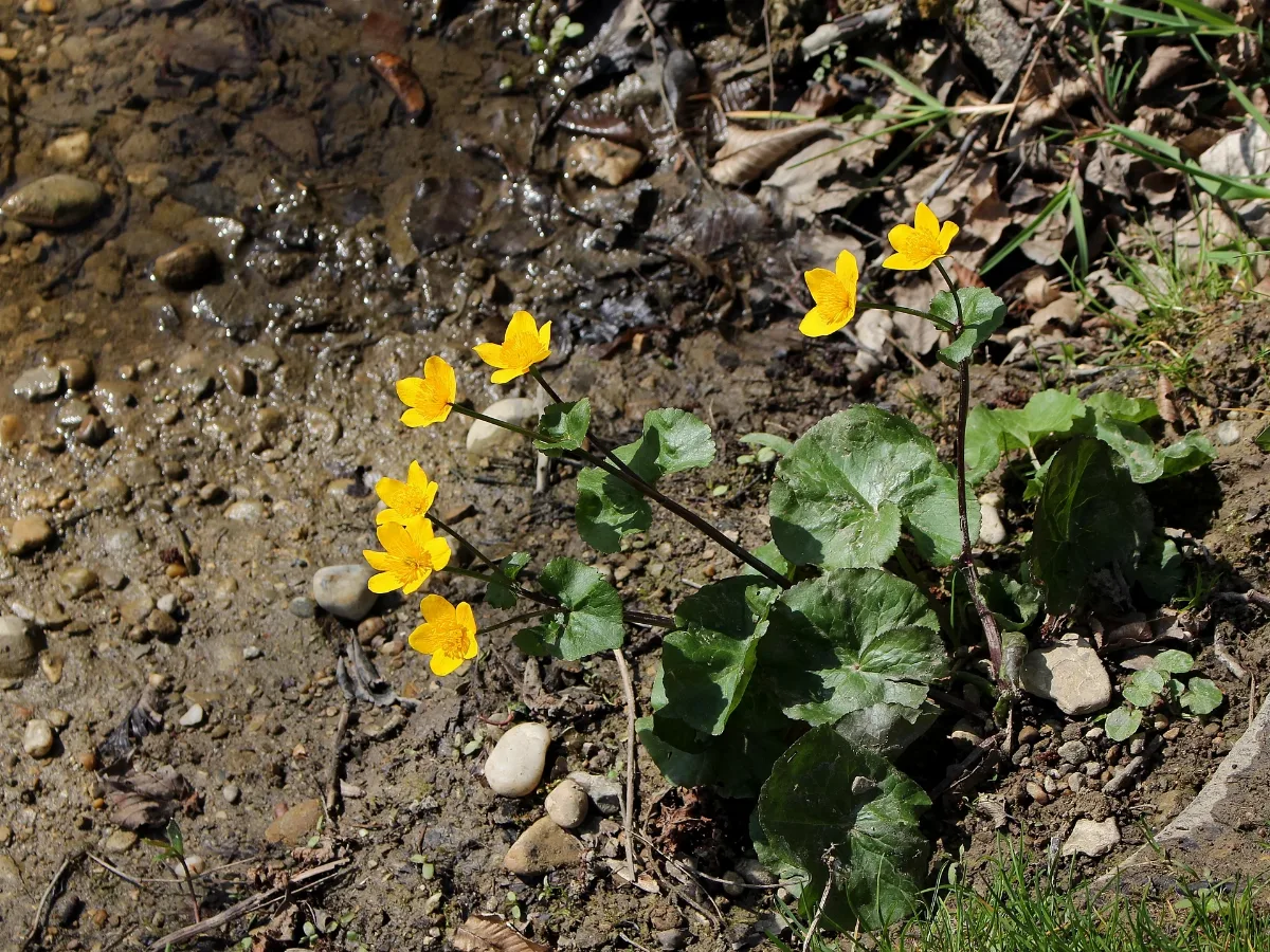 Amstetten Naturdenkmal Am 081 Kalktuffquellen Am Jakobsbrunnenweg Sumpfdotterblumen (Caltha Palustris)