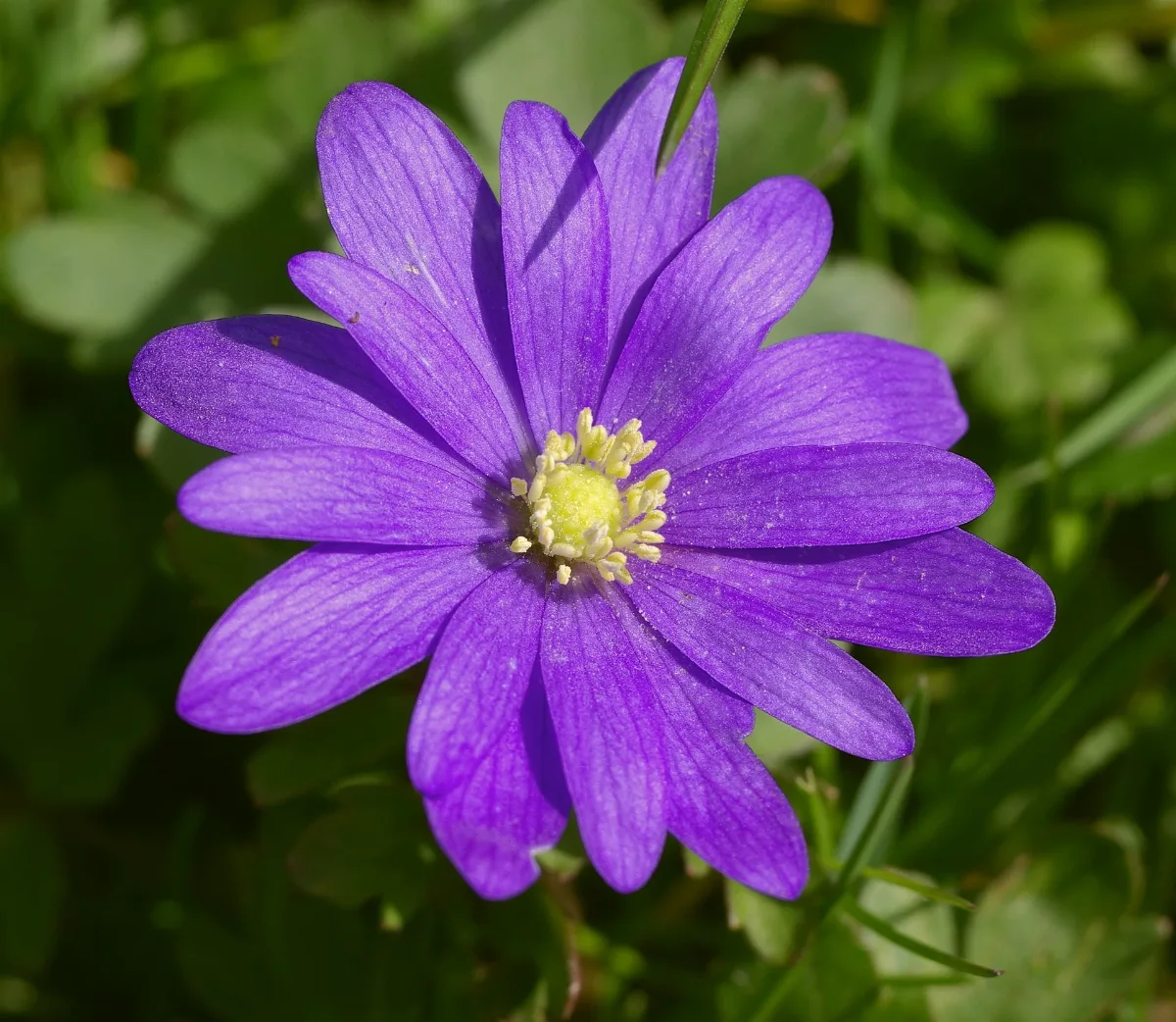 Anemone Blanda Bw