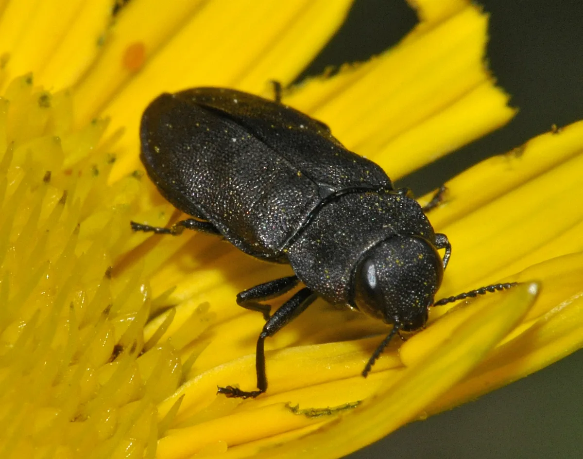 Anthaxia Quadripunctata 09 Fws