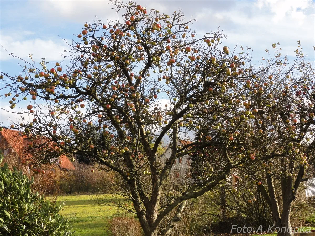Apfelbaum Ohne Blätter. Panoramio (1)