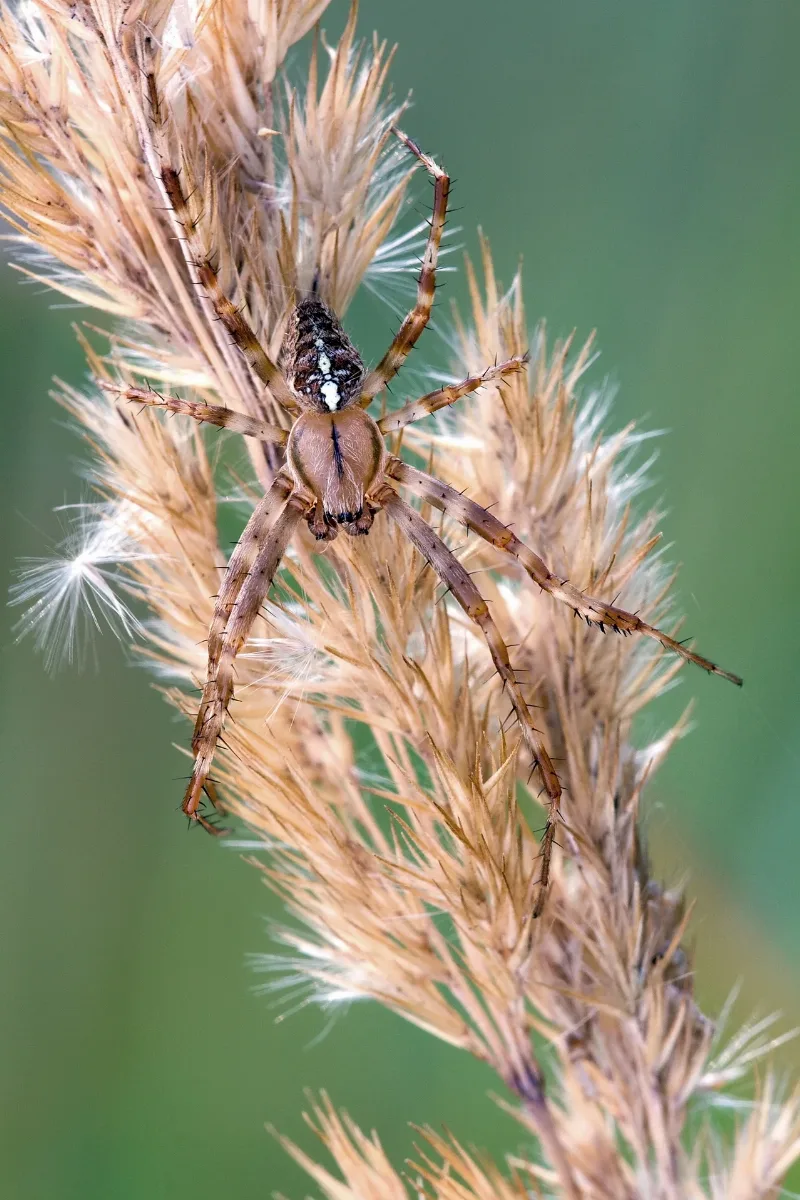 Araneus Diadematus 07092009