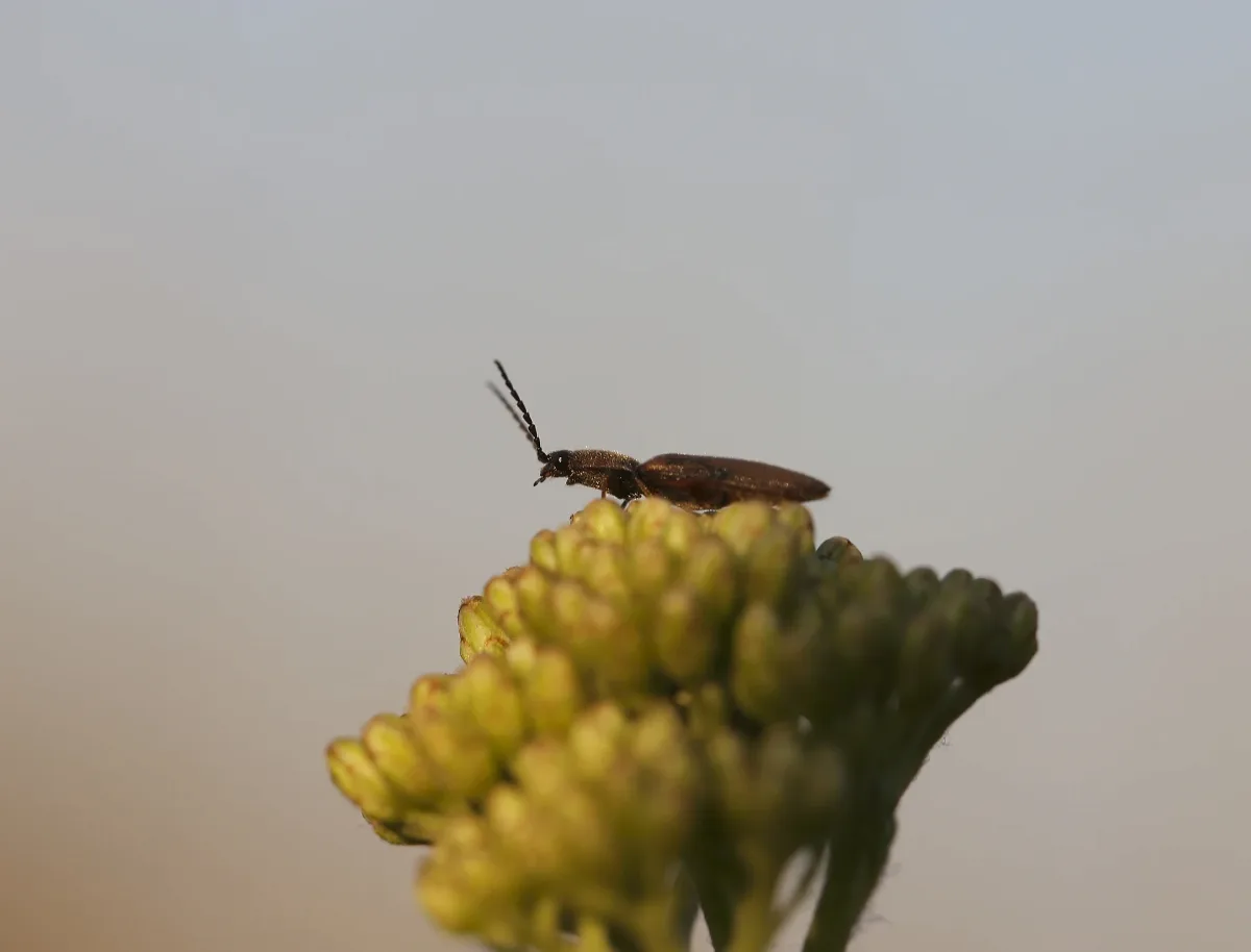 Athous Subrufus (Elateridae) (11351697304)