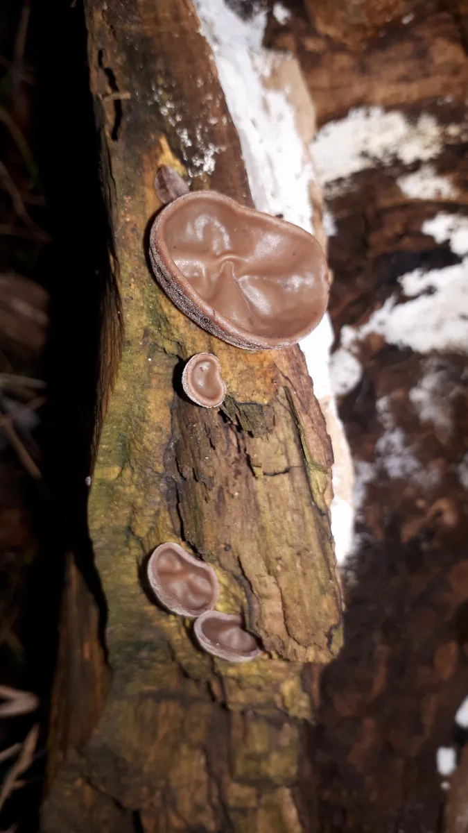 Auricularia Auricula Judae 107085521