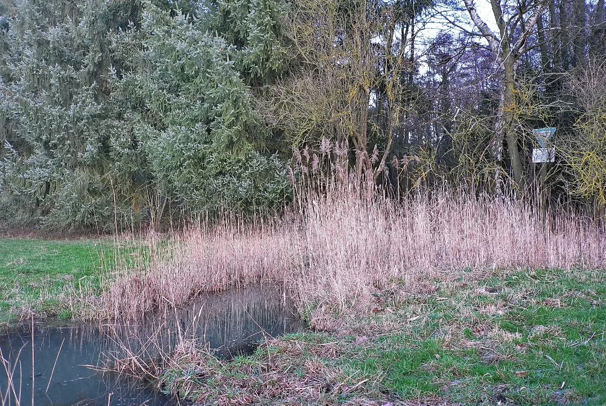 Bachlauf Im Hengster