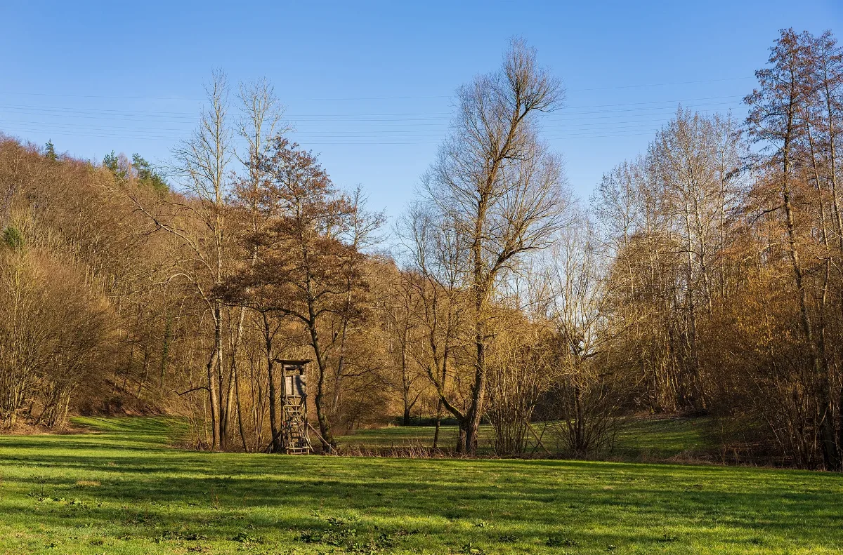 Bad Rappenau Grombach Insenbachtal Ufervegetation Im März (1)