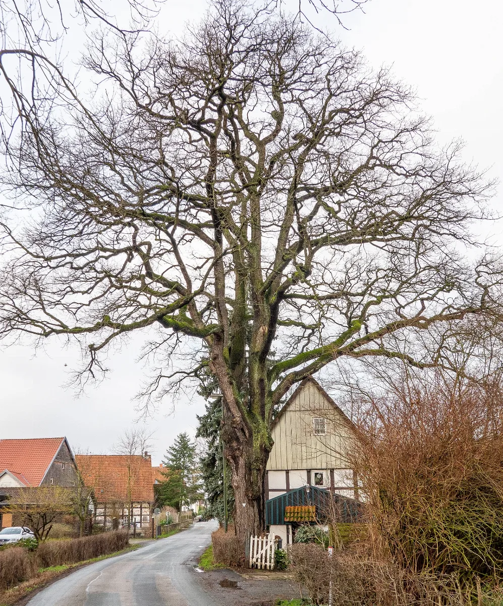 Bad Salzuflen (Ehrsen Breden) Mittelstr.15(Naturdenkmal)