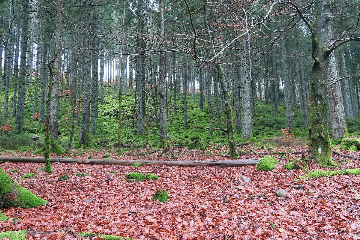 Bad Wildbad, Waldpanorama An Der Rennbachsteige, 2023 02