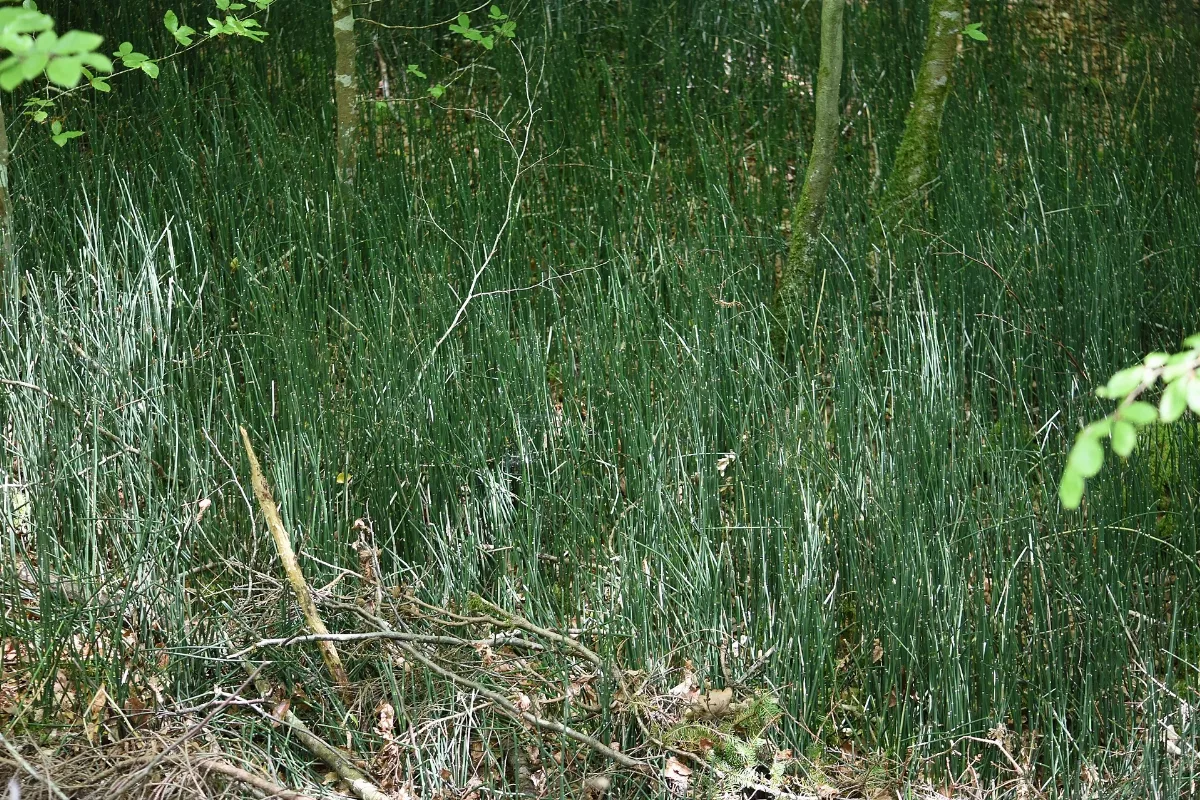 Baden Württemberg, Uhingen, Nsg 1116 Bärentobel 08