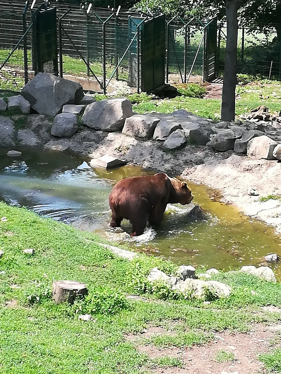 Bären Wildpark Knüll2