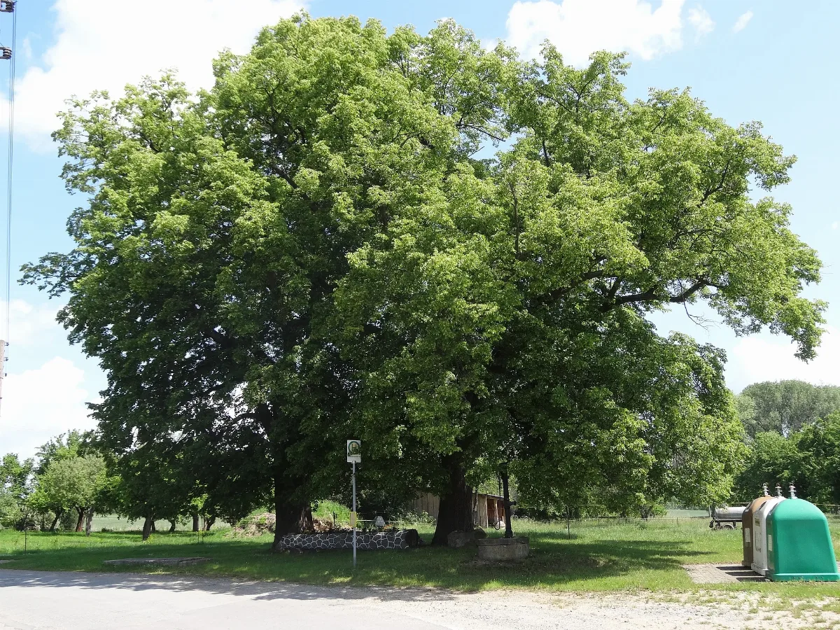 Bäume In Döllschütz