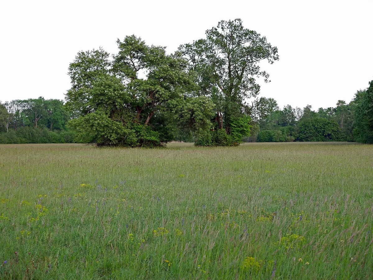 Bäume Orchideenwiese Taubergießen 24052019