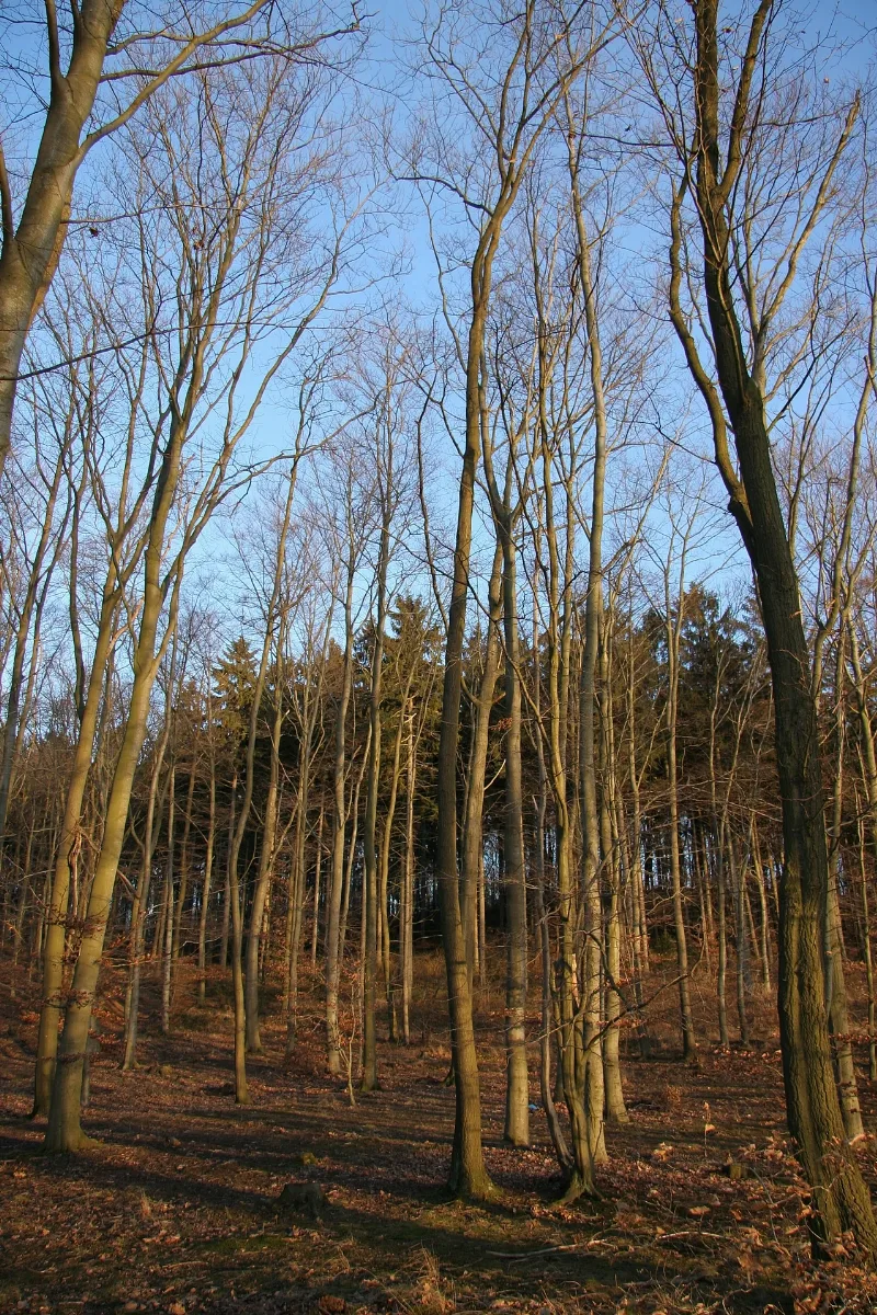 Bäume Panoramio