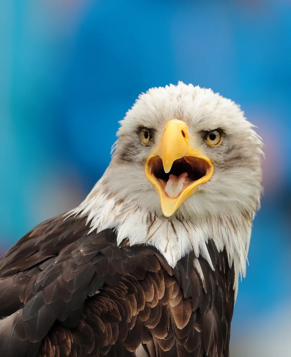 Bald Eagle Fuerstenfeldbruck 2014 2
