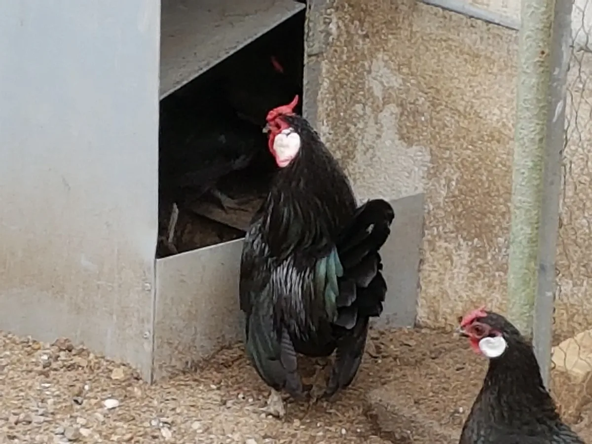 Bantam Hahn