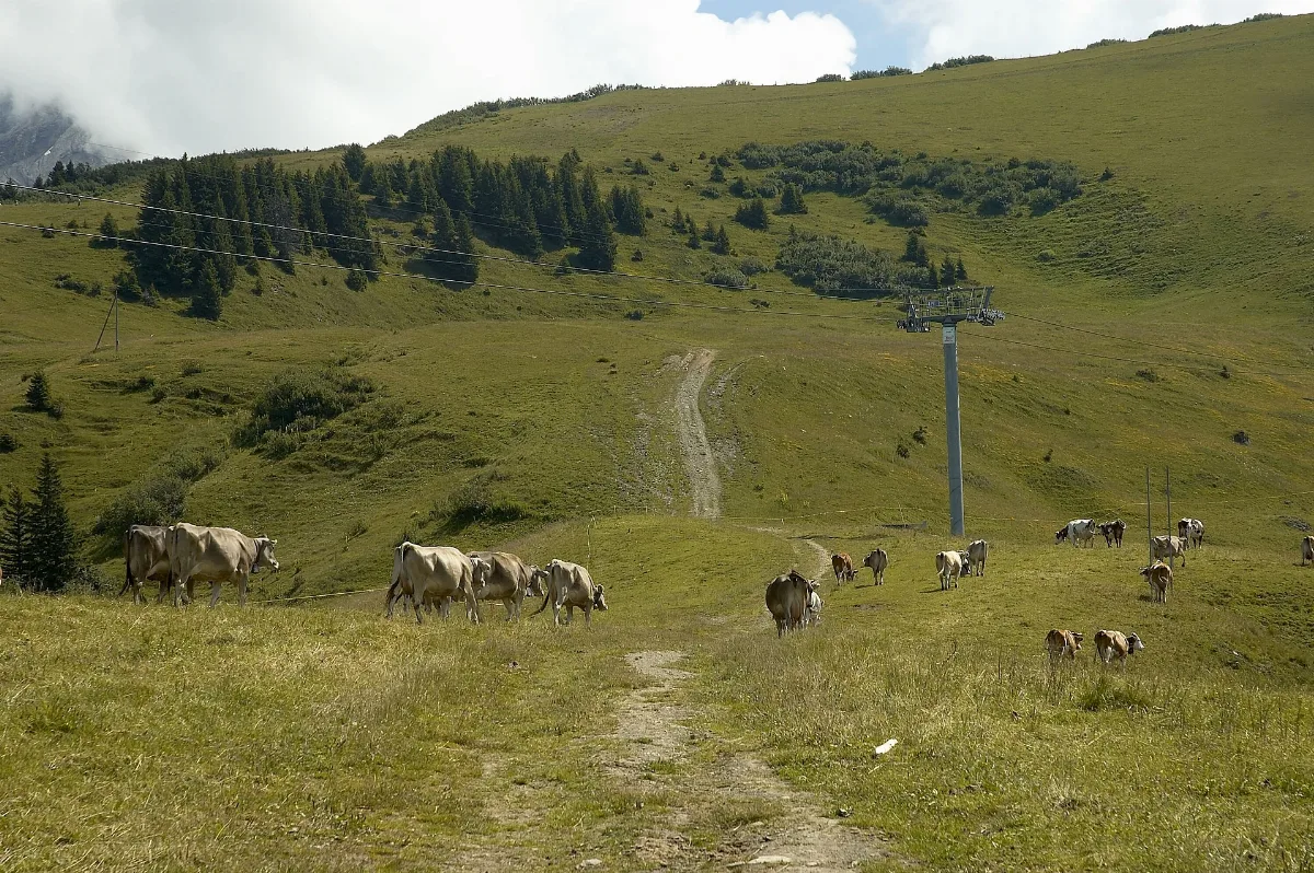 Barboleusaz Les Chaux D