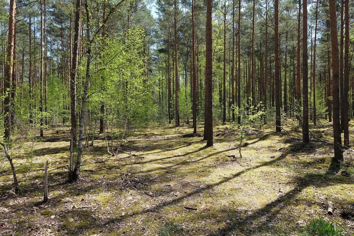 Baruther Urstromtal Und Luckenwalder Heide 2021 05 09 89