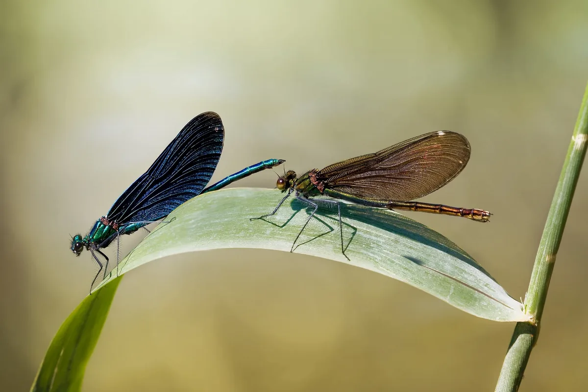 Beautiful Demoiselle Calopteryx Virgo Male Female