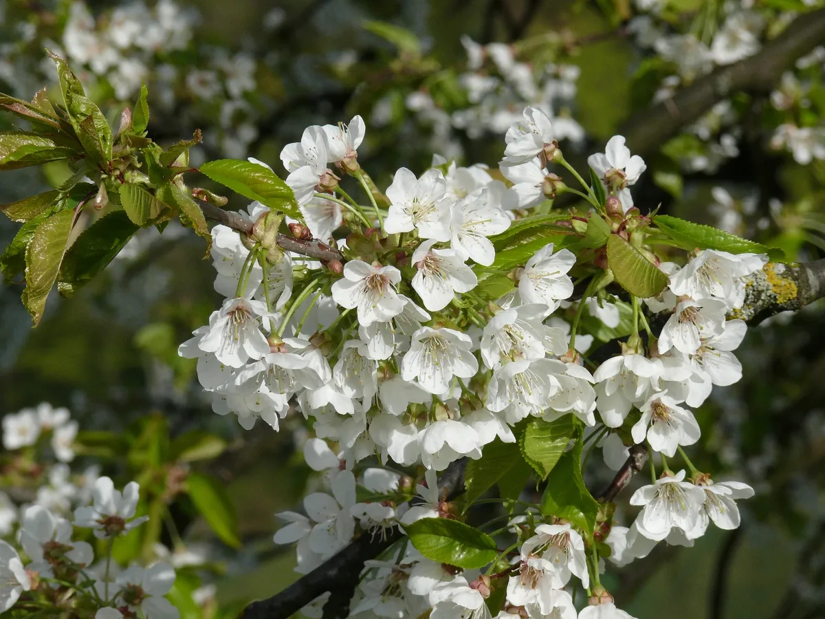 Beilstein Billensbach Kirschblüten