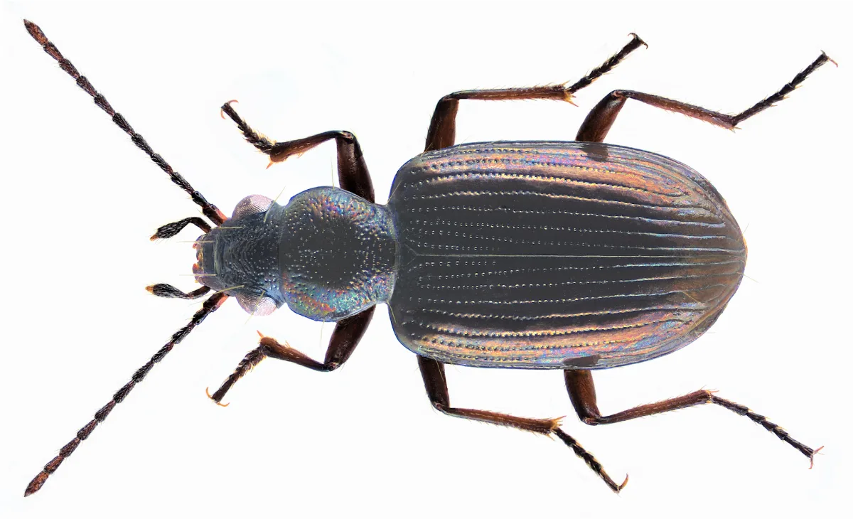 Bembidion (Princidium) Punctulatum Drapiez, 1820 (7651764502)