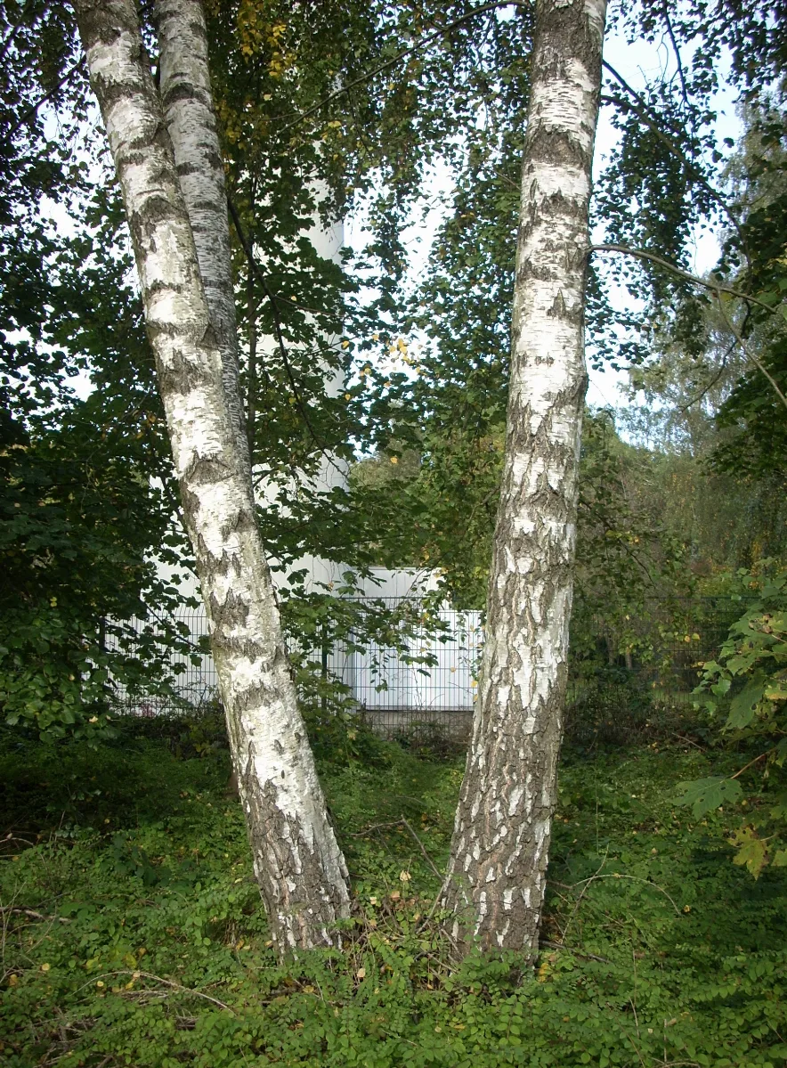 Betula Pendula Friedrichsthal Bildstock Fmt 20101001 03