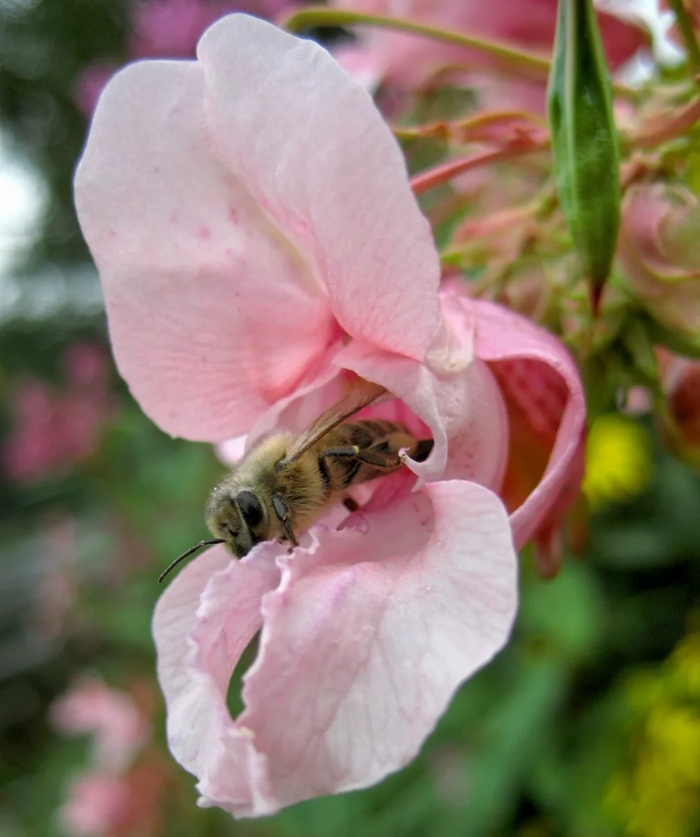 Biene Springkraut