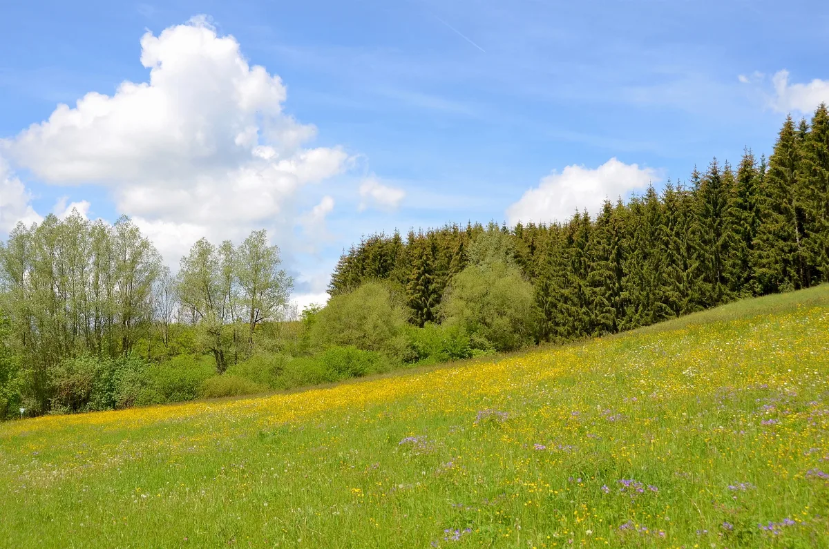 Blick Auf Das Nsg Tiefer Weg, Biotop Bei Ratshausen (2019)