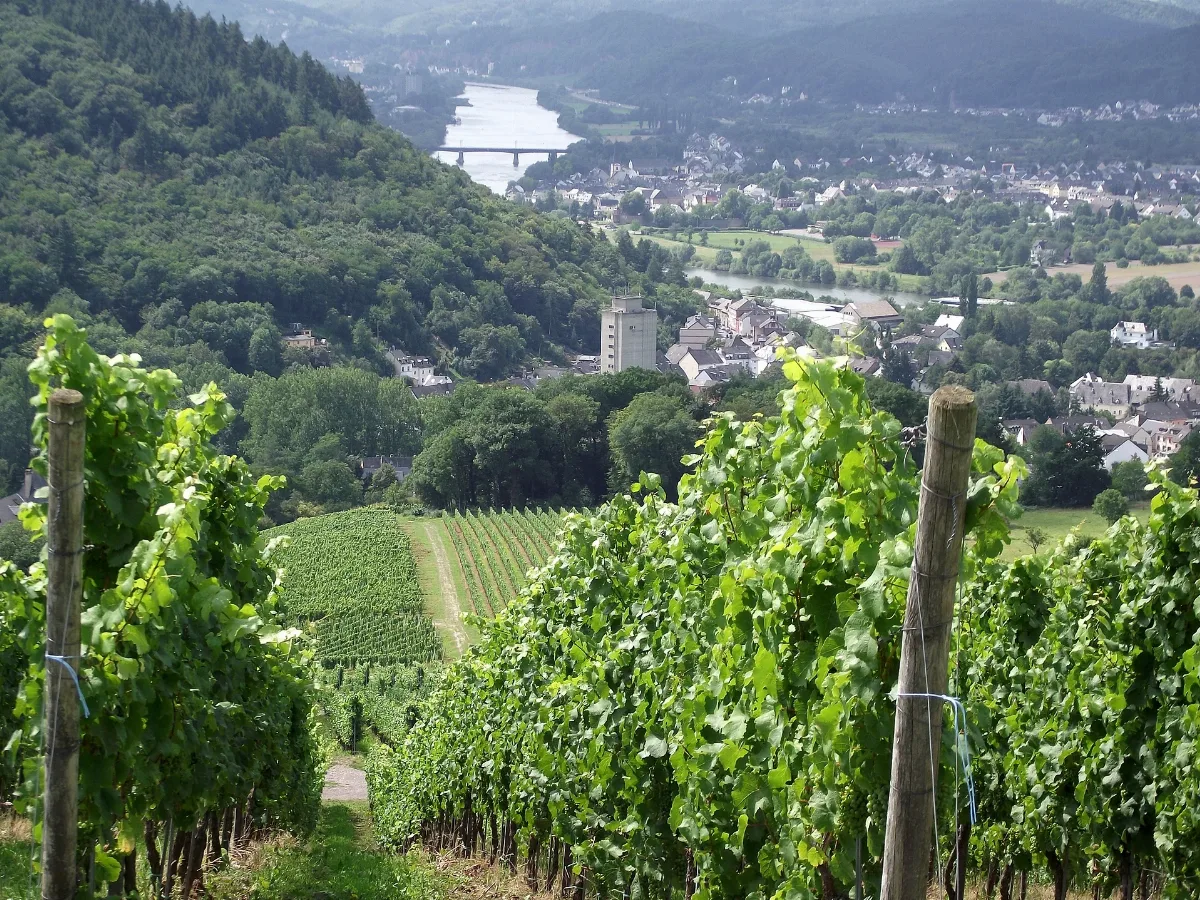 Blick Ins Moseltal