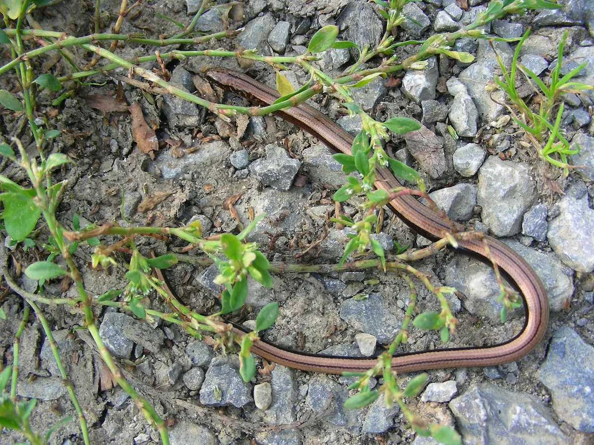 Blindschleiche Mit Aalstrich