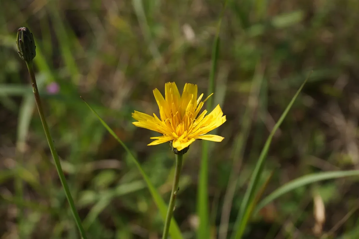Blume Panoramio (1)