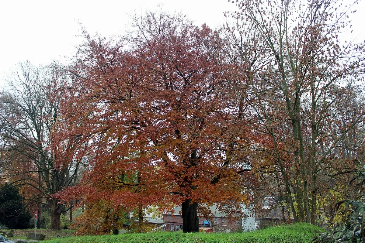 Blutbuche, Lvr Klinikum Düsseldorf, 2013