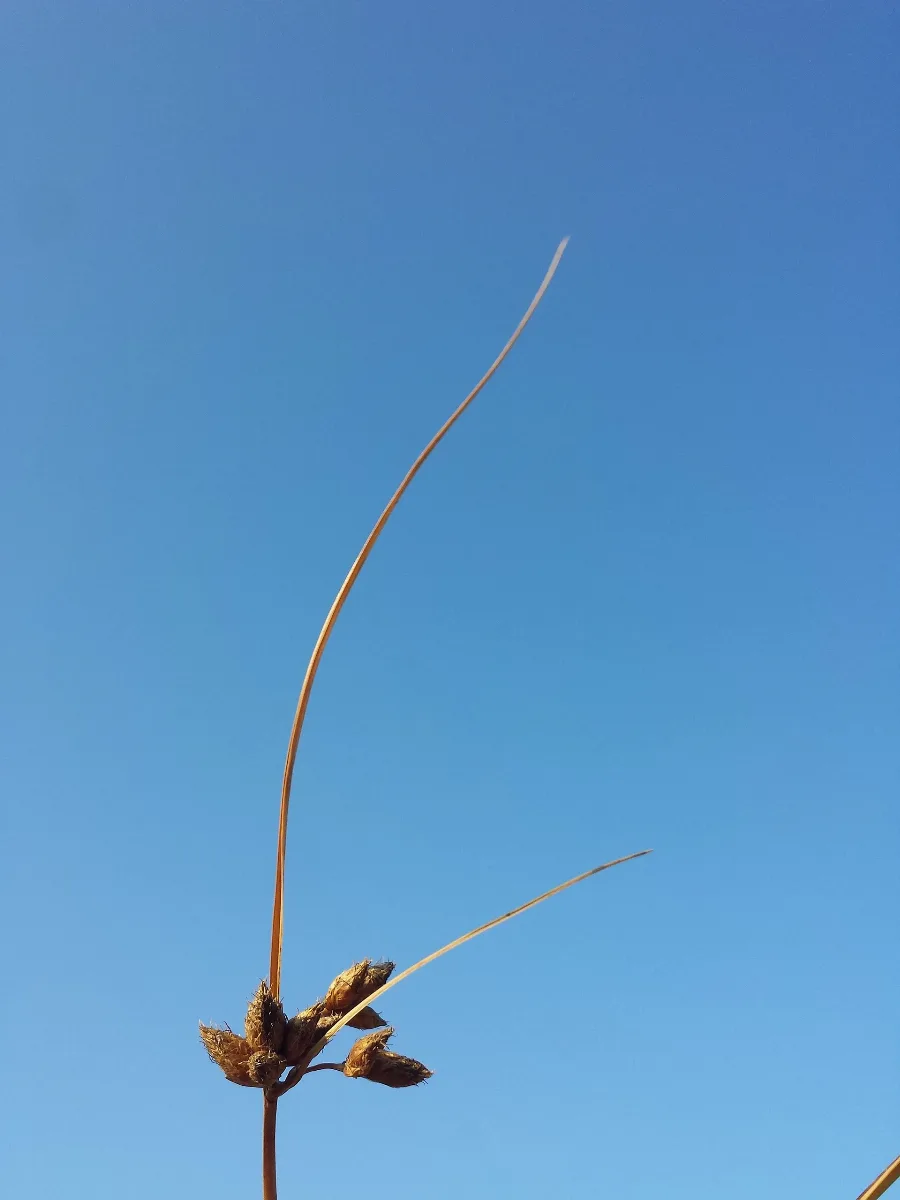 Bolboschoenus Planiculmis Sl44