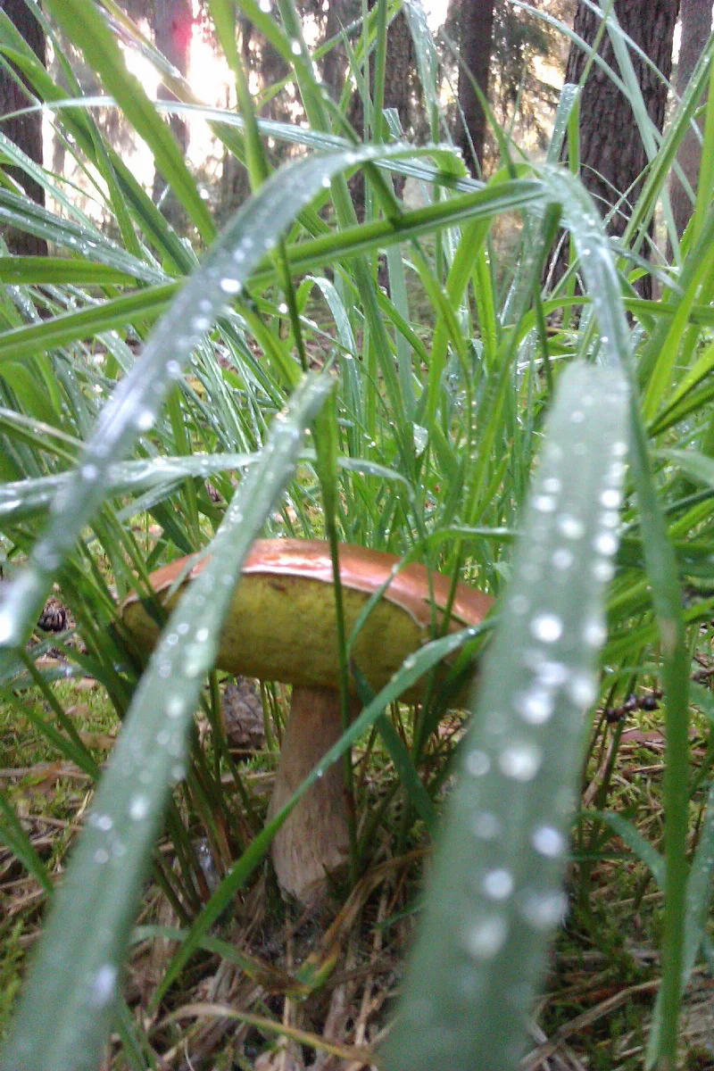 Boletus Badius Imag3092