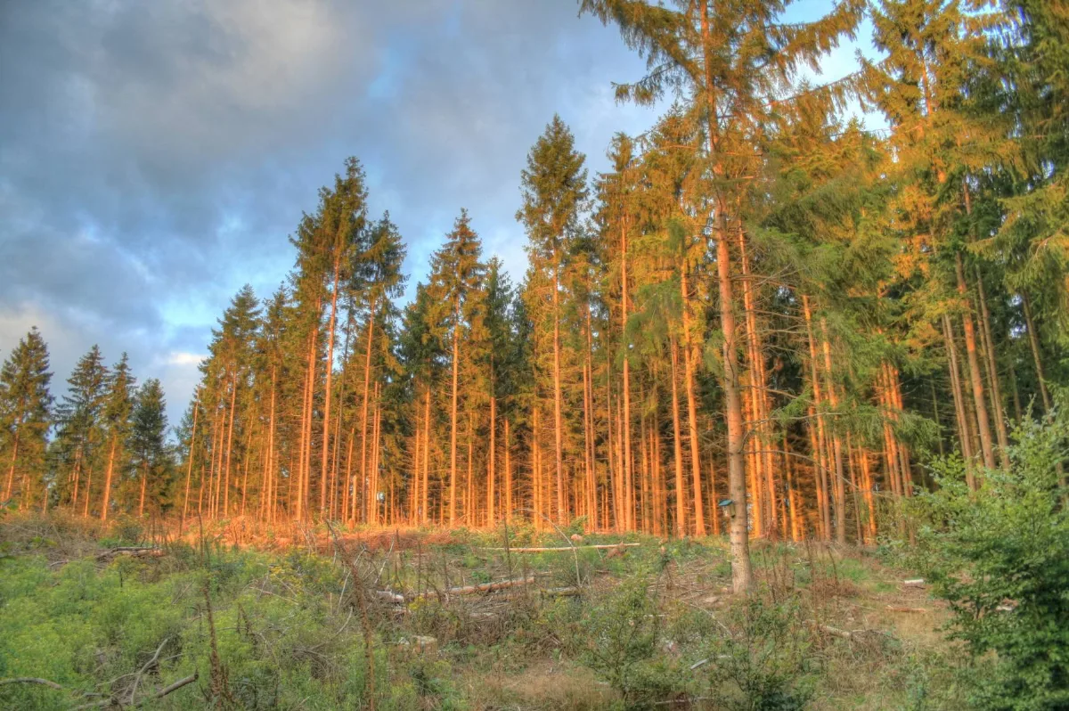 Border Of A Windthrow In The Early Morning Sun Nearby Herzhausen. Panoramio