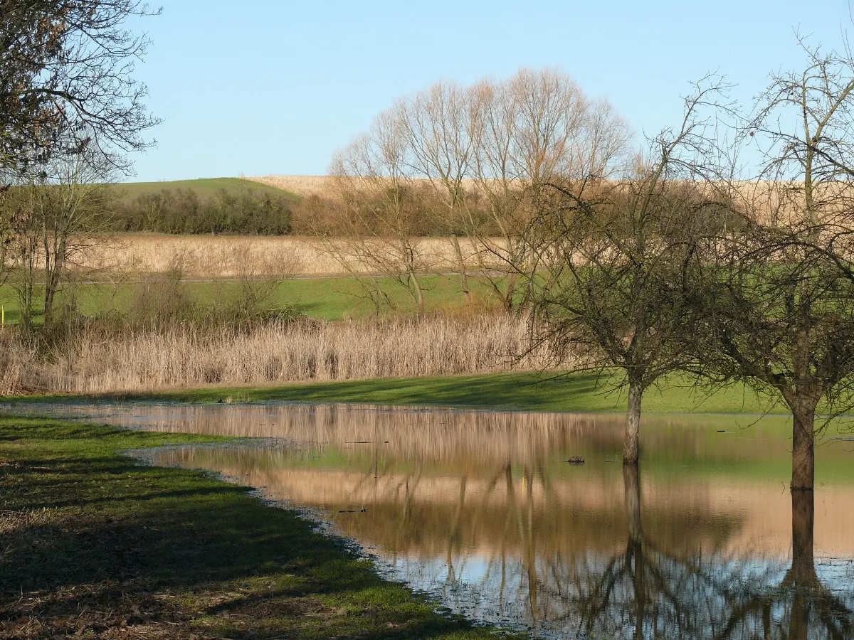 Brackenheim Feuchtgebiet Siehdichfür Ried Und Überschwemmte Wiese