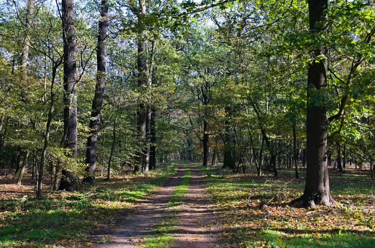 Branitzer Außenpark, Englische Allee