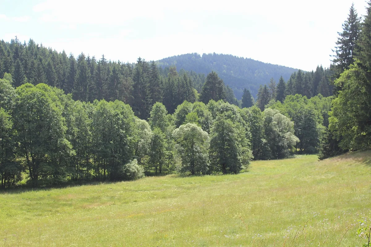 Breitenbach (Schleusingen), Wälder Westlich Des Vessertals, Bild 5
