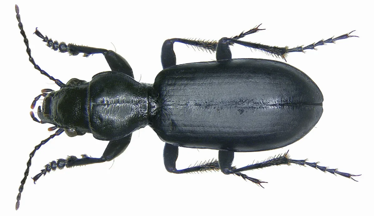 Broscus Cephalotes (Linné, 1758) (2884923593)