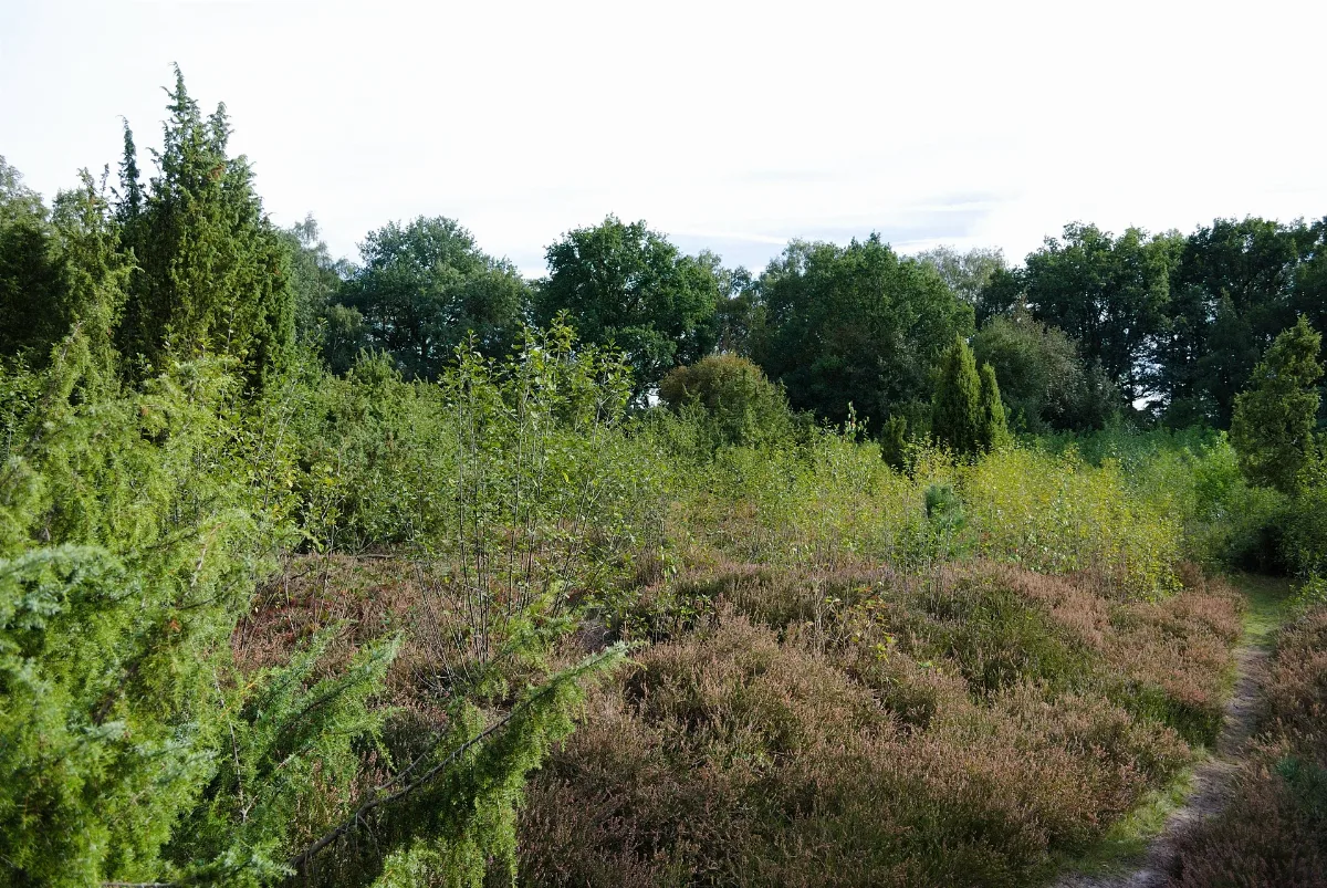 Brünas Heide Heidelandschaft 2