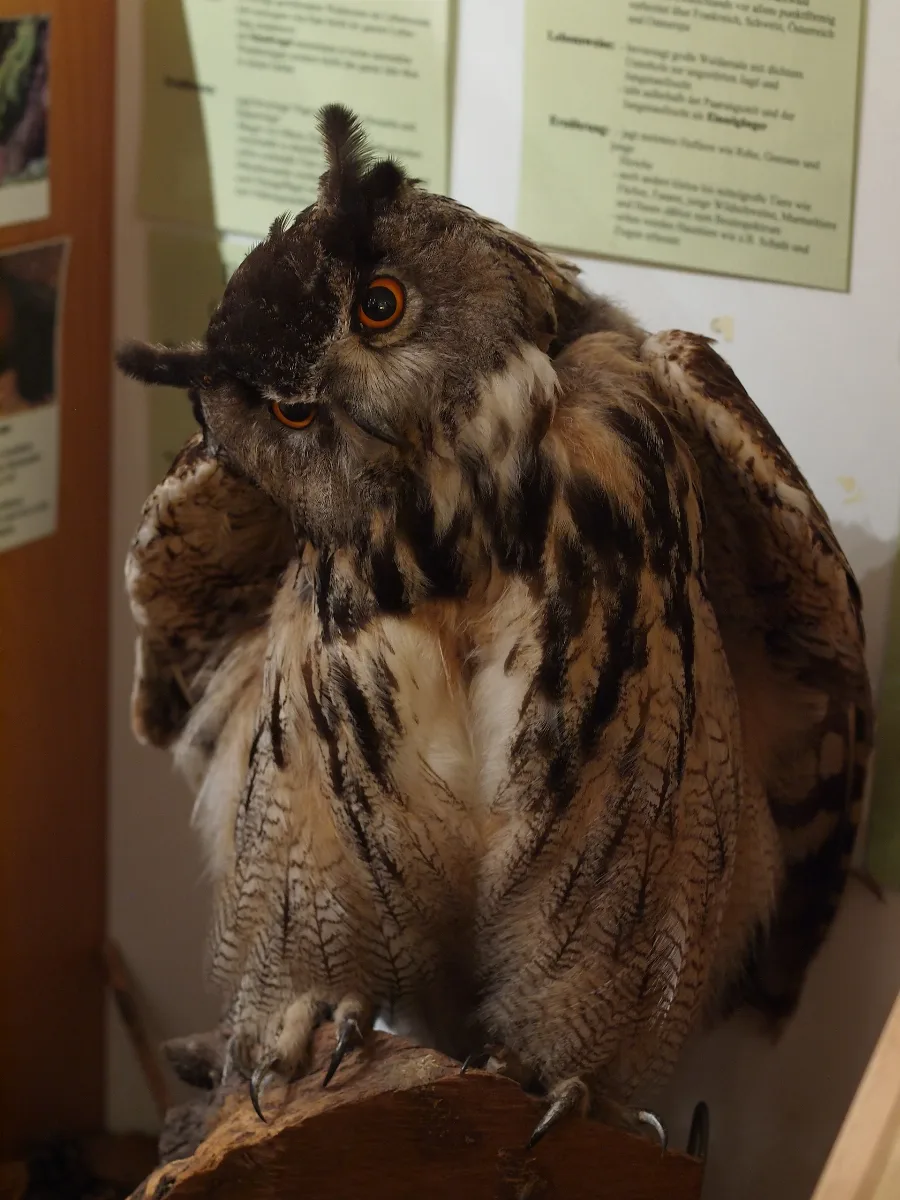 Bubo Bubo Stuffed