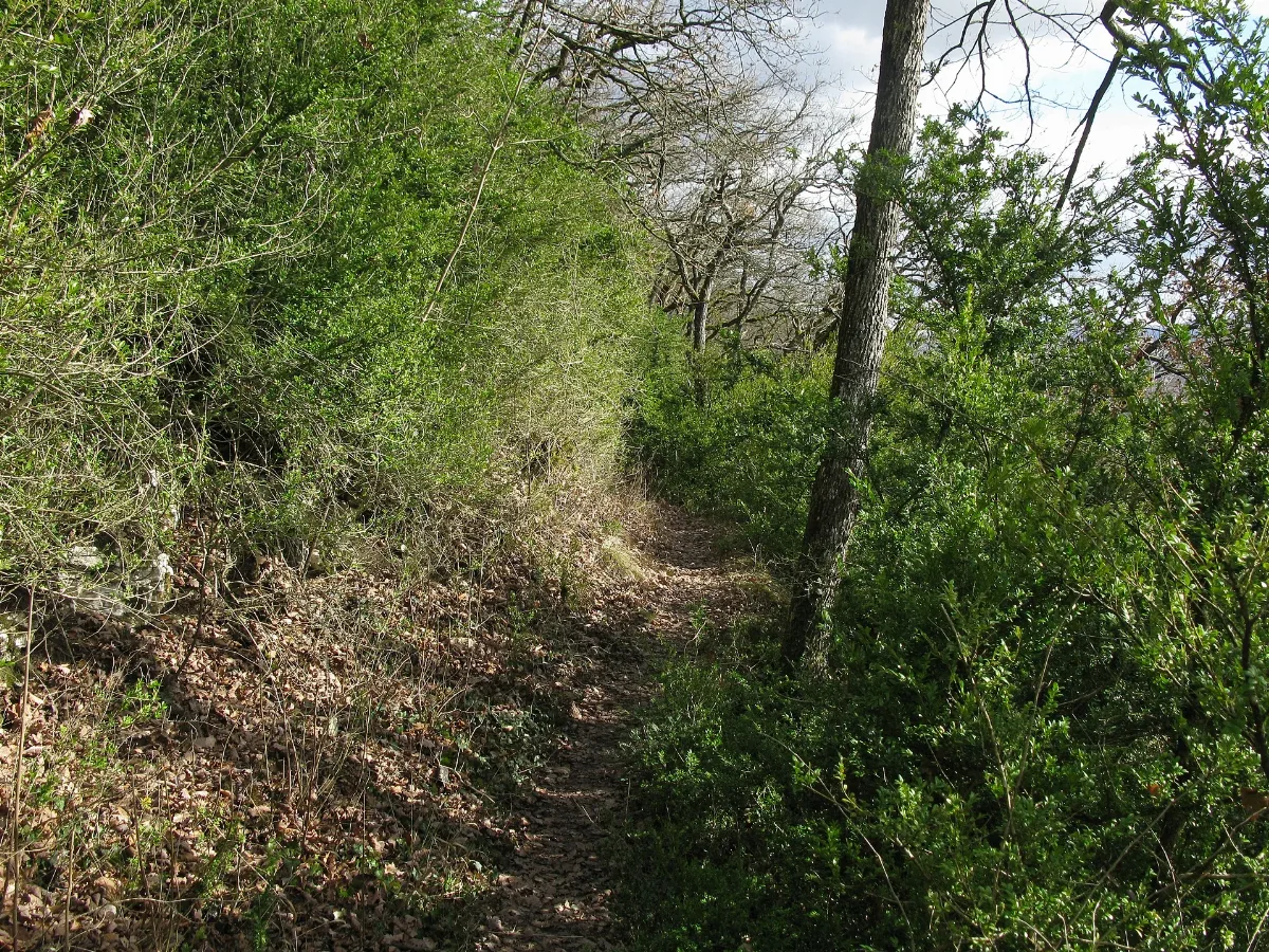 Buchswald Am Westweg In Grenzach Wyhlen 2