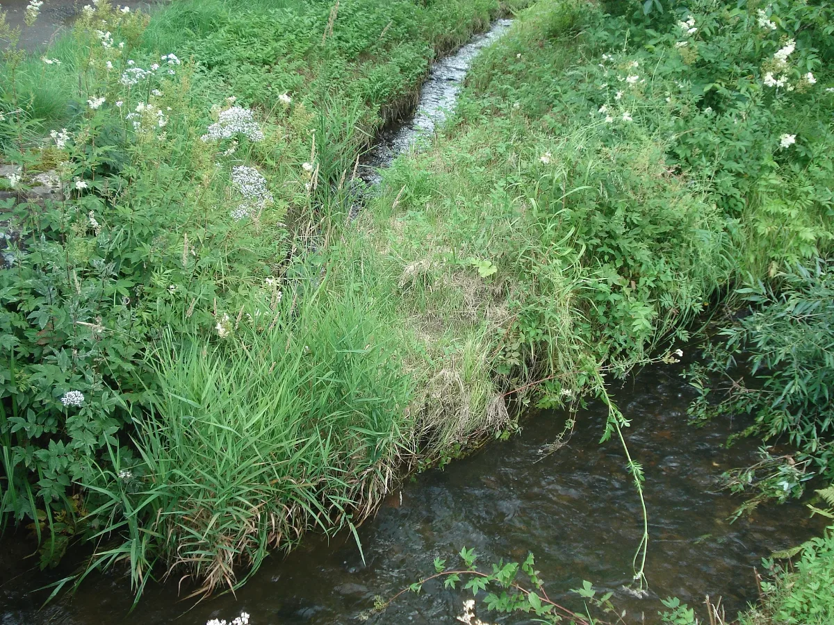 Büchelbachmündung (Bieber)